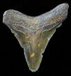 Juvenile Megalodon Tooth - North Carolina #59182-1